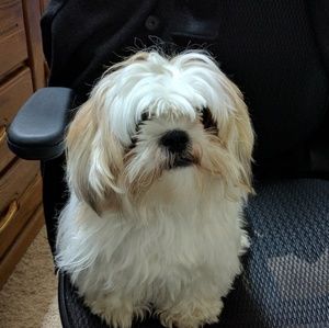 Meet your Posher, Khoa