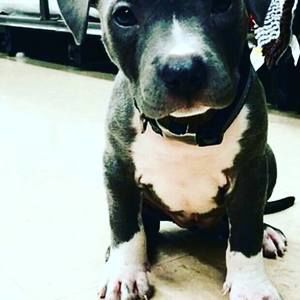 Meet your Posher, Nounoussa