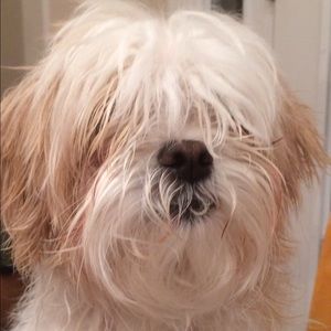 Meet your Posher, Ray