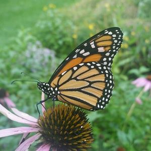 Meet your Posher, Kara