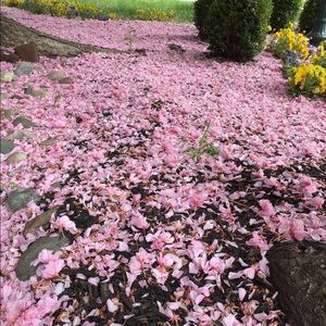 Meet your Posher, Jane