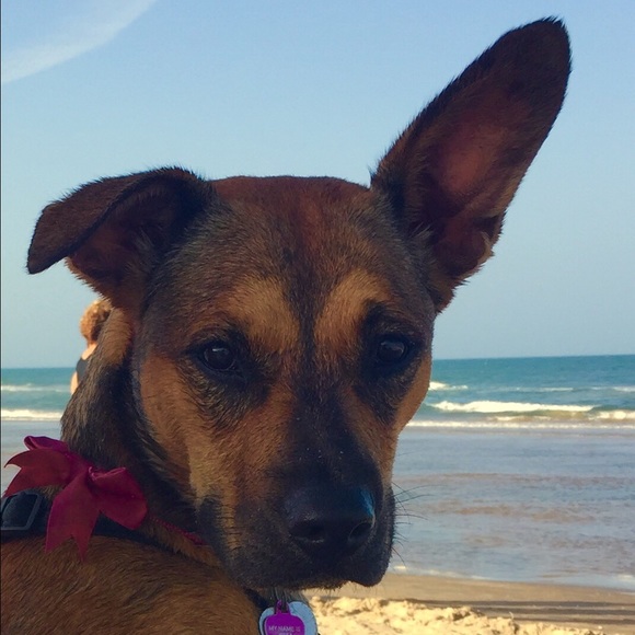 Meet your Posher, Cayce - Picture 2 of 2