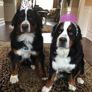 Meet your Posher, Mitch