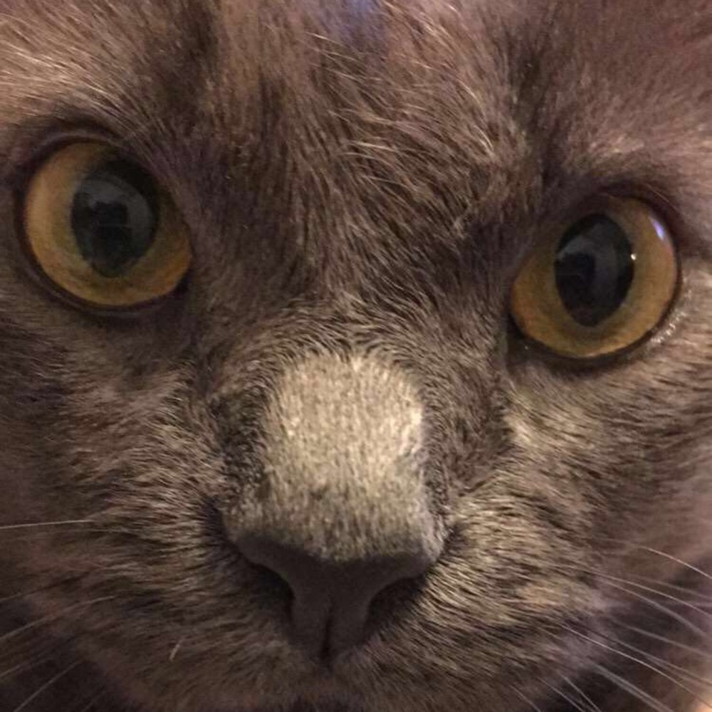 Meet your Posher, Diana