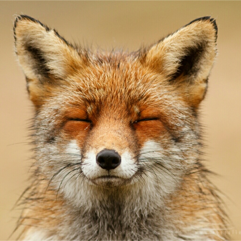 Meet your Posher, foxwow