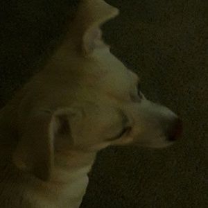 Meet your Posher, Alexandra