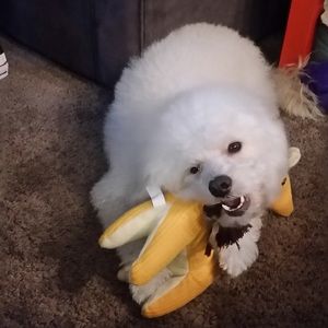 Meet your Posher, Abby