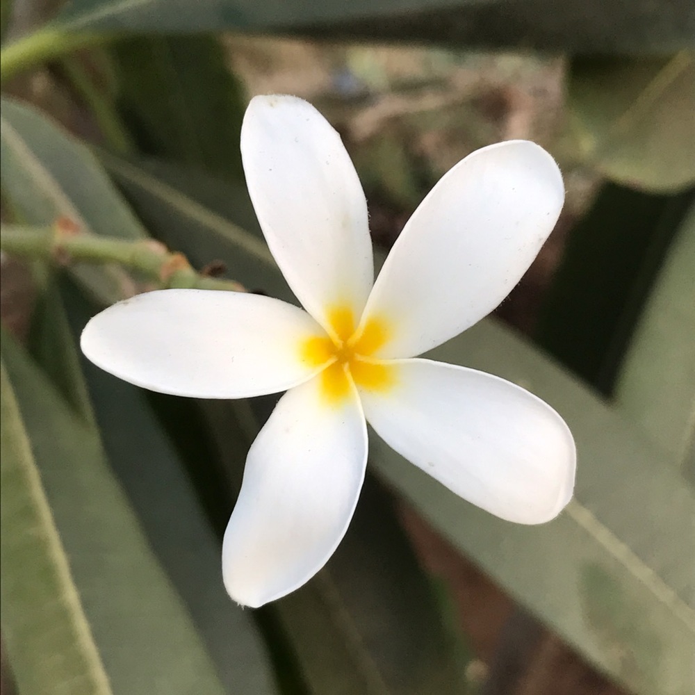 Meet your Posher, Julie