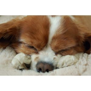 Meet your Posher, Molly