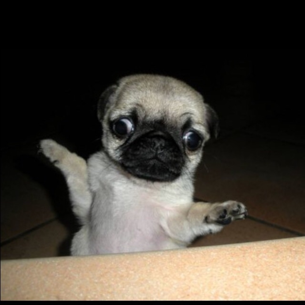 Meet your Posher, Hazel