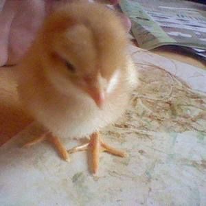 Meet your Posher, Sean