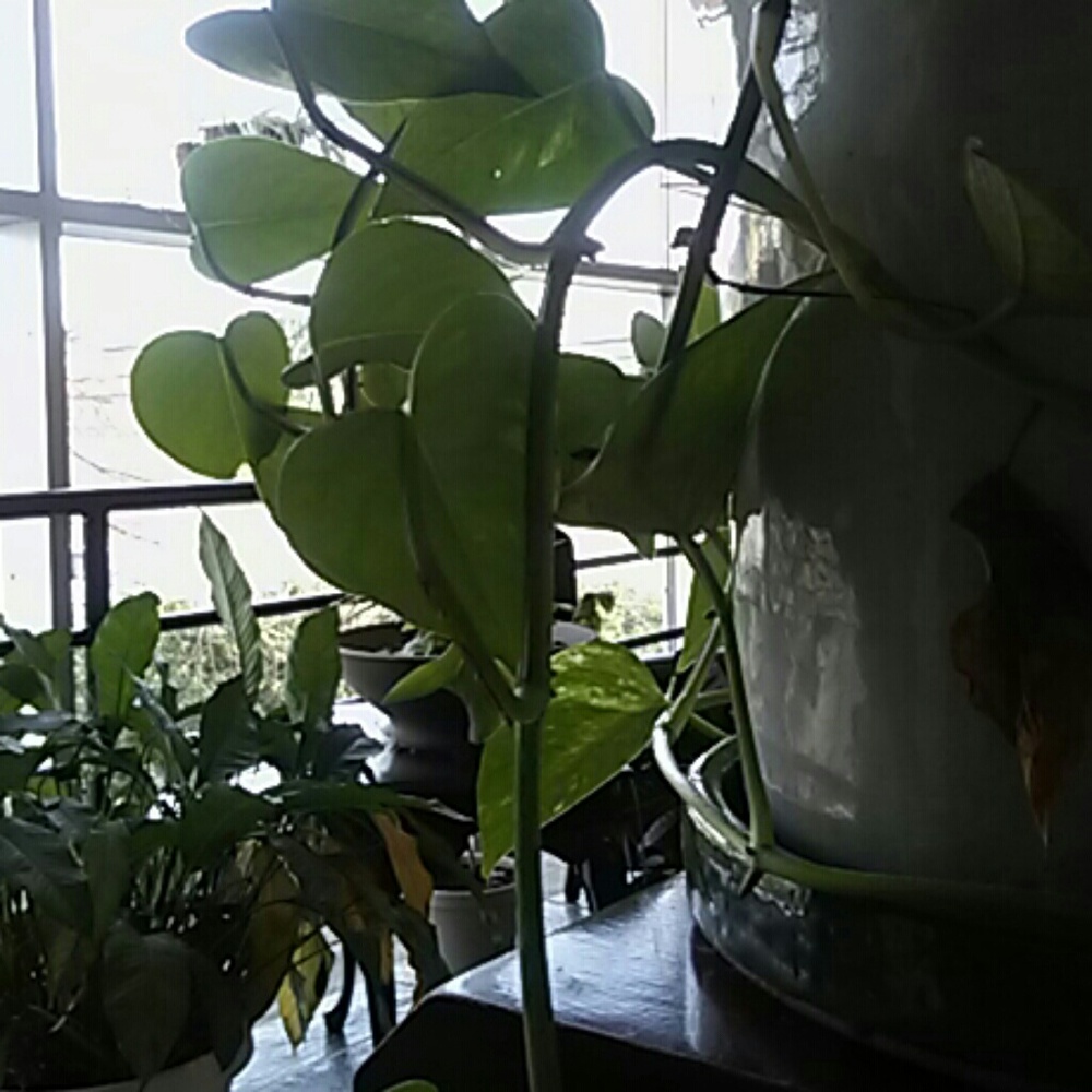 Meet your Posher, Gresia