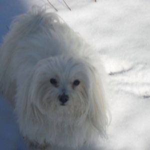 Meet your Posher, Johnnie