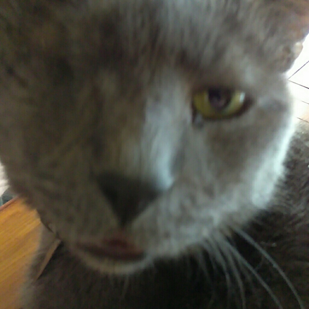 Meet your Posher, Ella