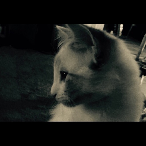 Meet your Posher, Julia - Picture 1 of 1