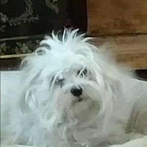 Meet your Posher, Julie