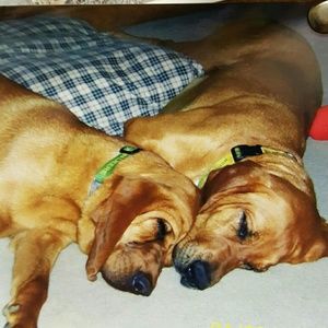 Meet your Posher, Annie