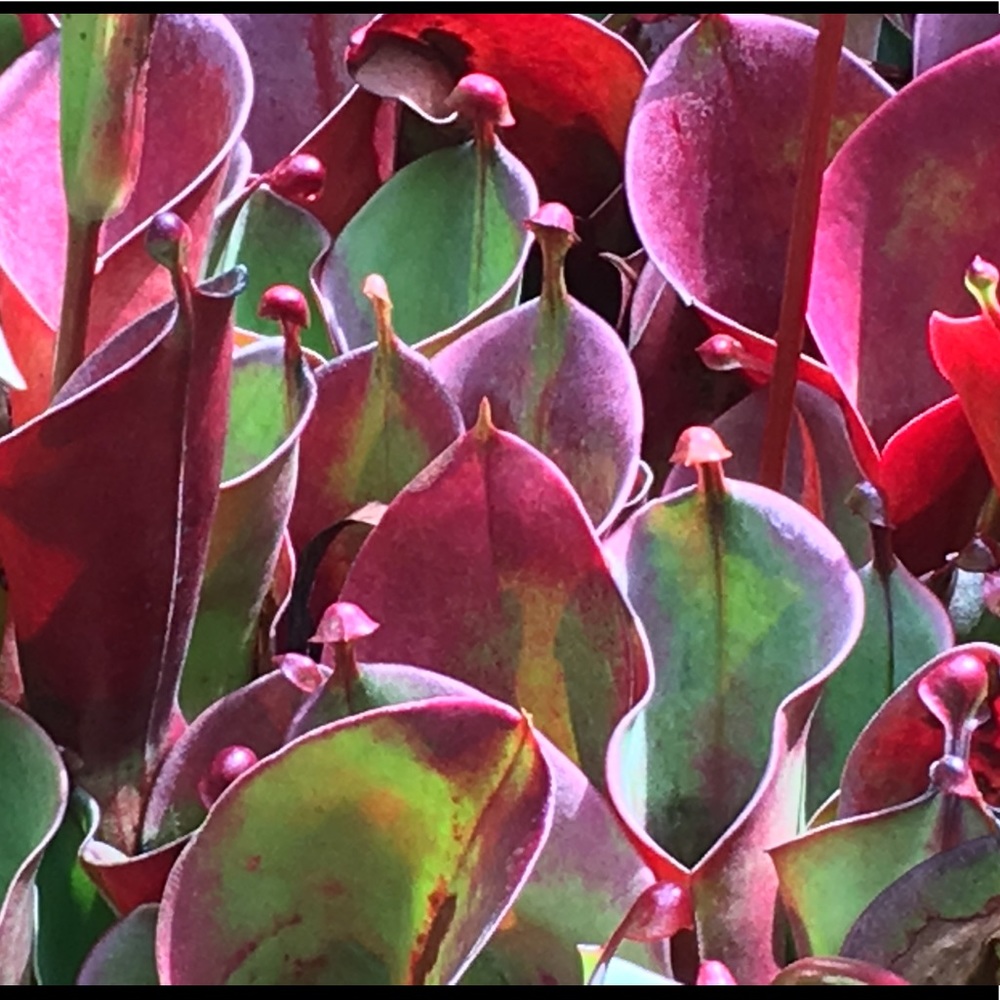 Meet your Posher, Ellen