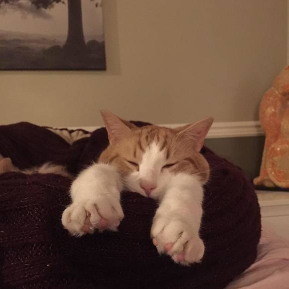 Meet your Posher, Sera - Picture 2 of 2