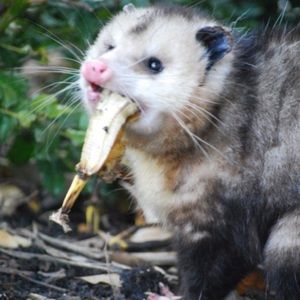 Meet your Posher, Hunter