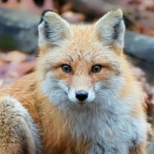 Meet your Posher, Ron