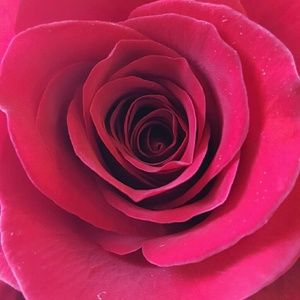 Meet your Posher, Sherry