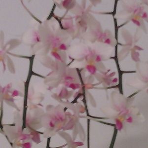 Meet your Posher, Bonnie