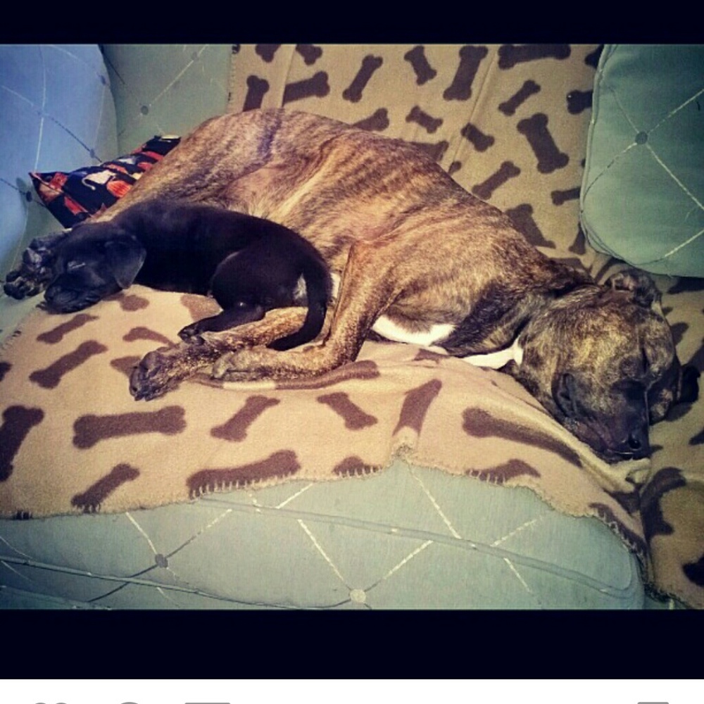 Meet your Posher, Molly