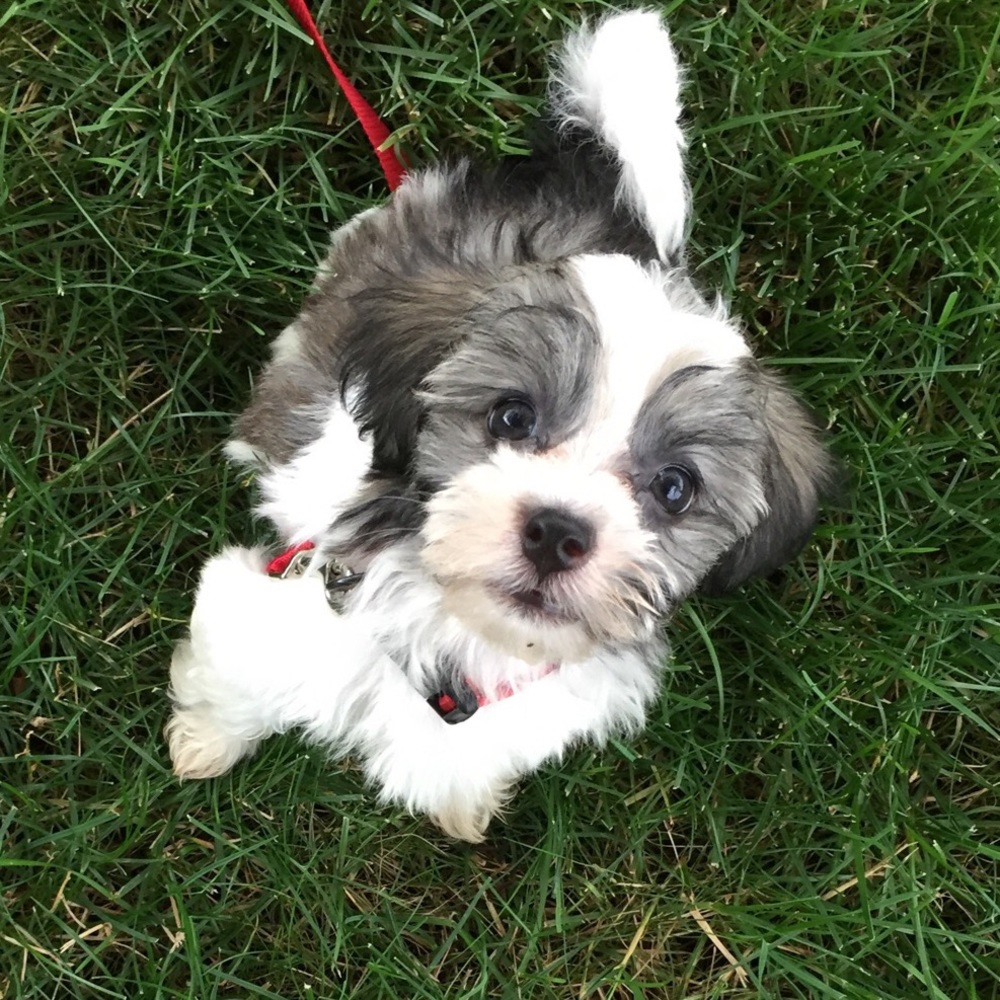 Meet your Posher, Charlie