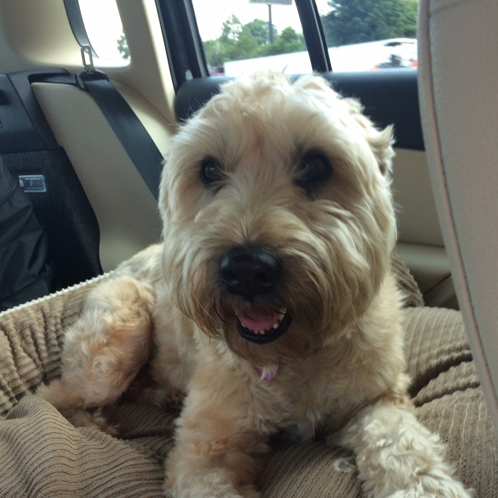 Meet your Posher, Lindsey