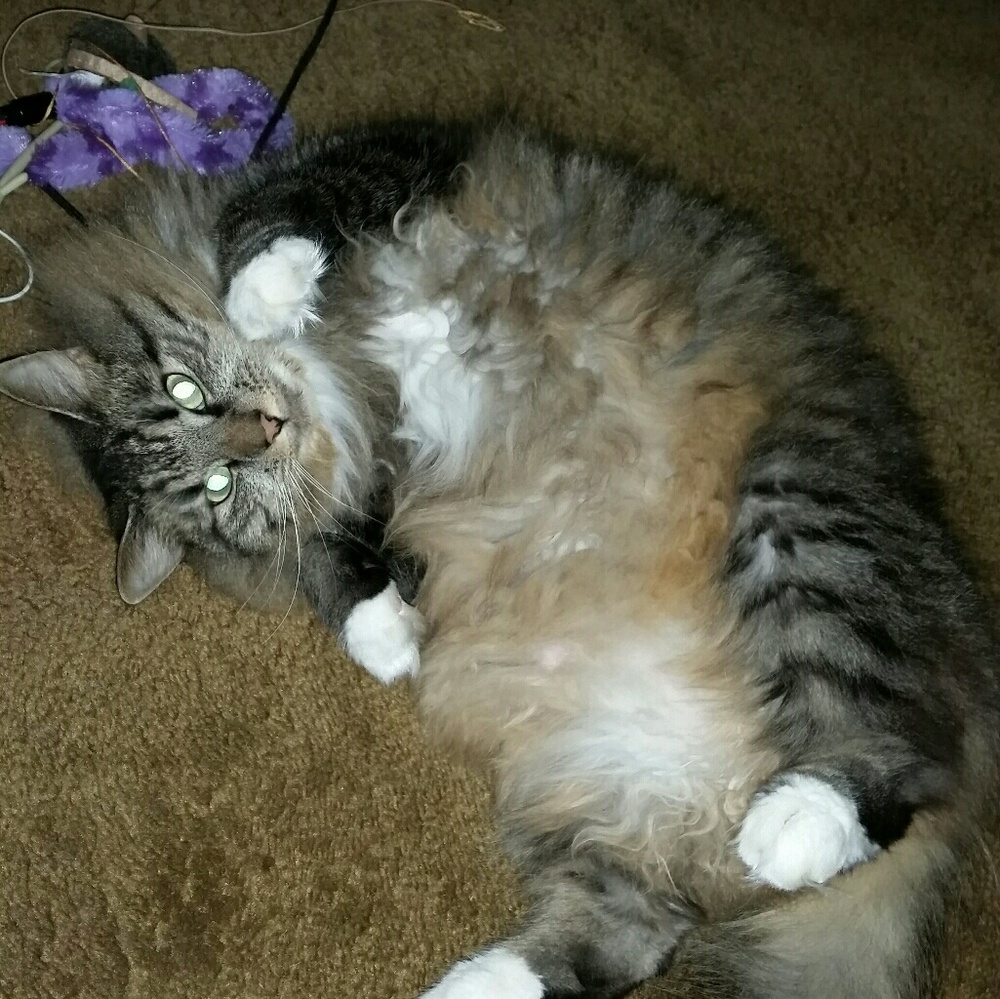 Meet your Posher, Cheri