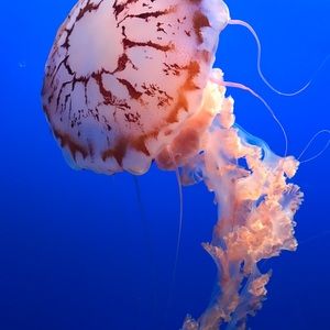 Meet your Posher, Cassandra