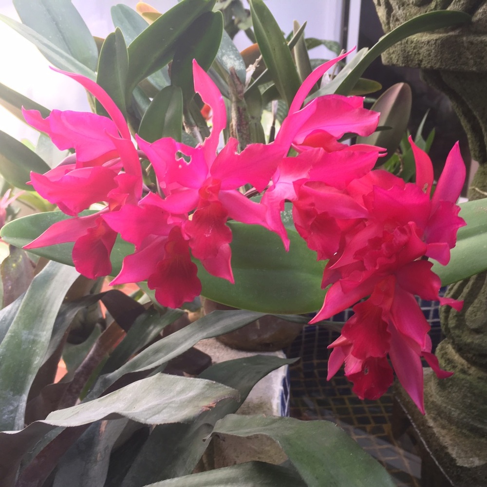 Meet your Posher, Savannah