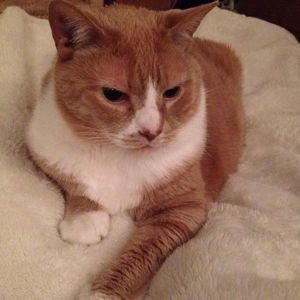 Meet your Posher, Nancy