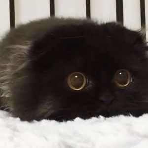 Meet your Posher, Robynn