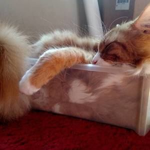 Meet your Posher, Becky