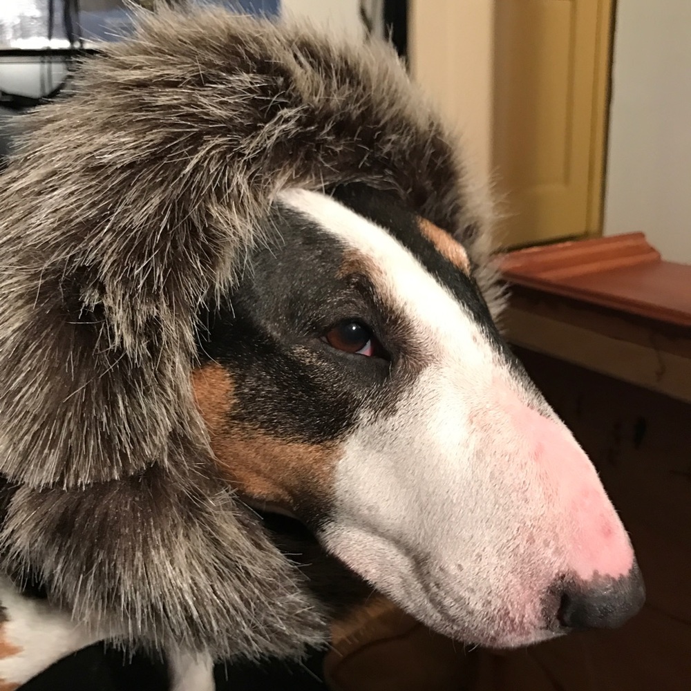 Meet your Posher, Susan