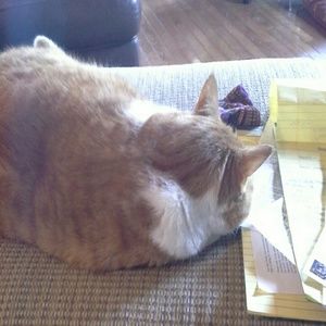 Meet your Posher, Phyllis