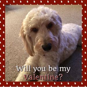 Meet your Posher, Ann