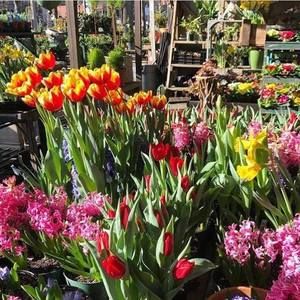 Meet your Posher, Rosellen