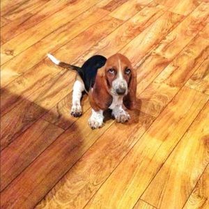 Meet your Posher, Laura