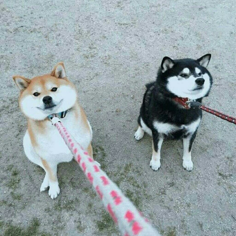 Meet your Posher, Sanga