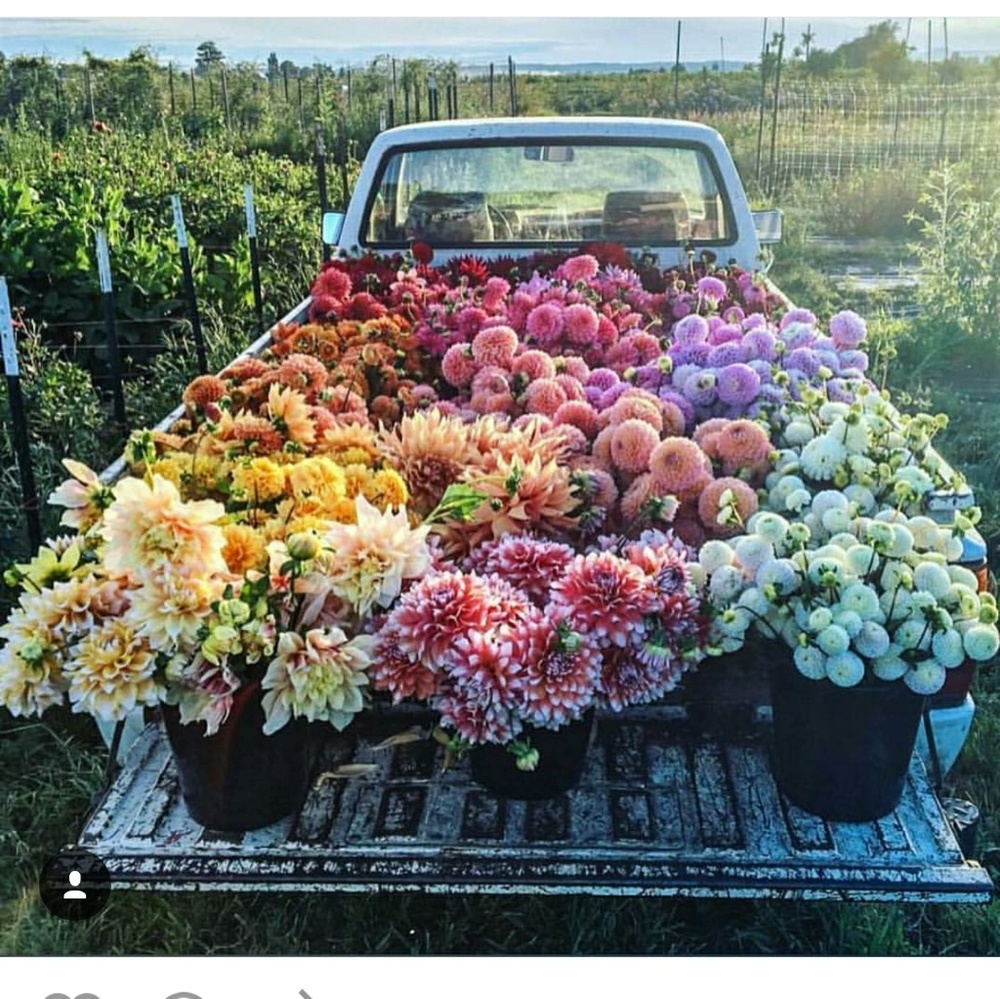 Meet your Posher, Dream