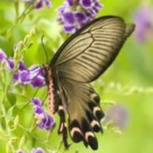 Meet your Posher, Donita