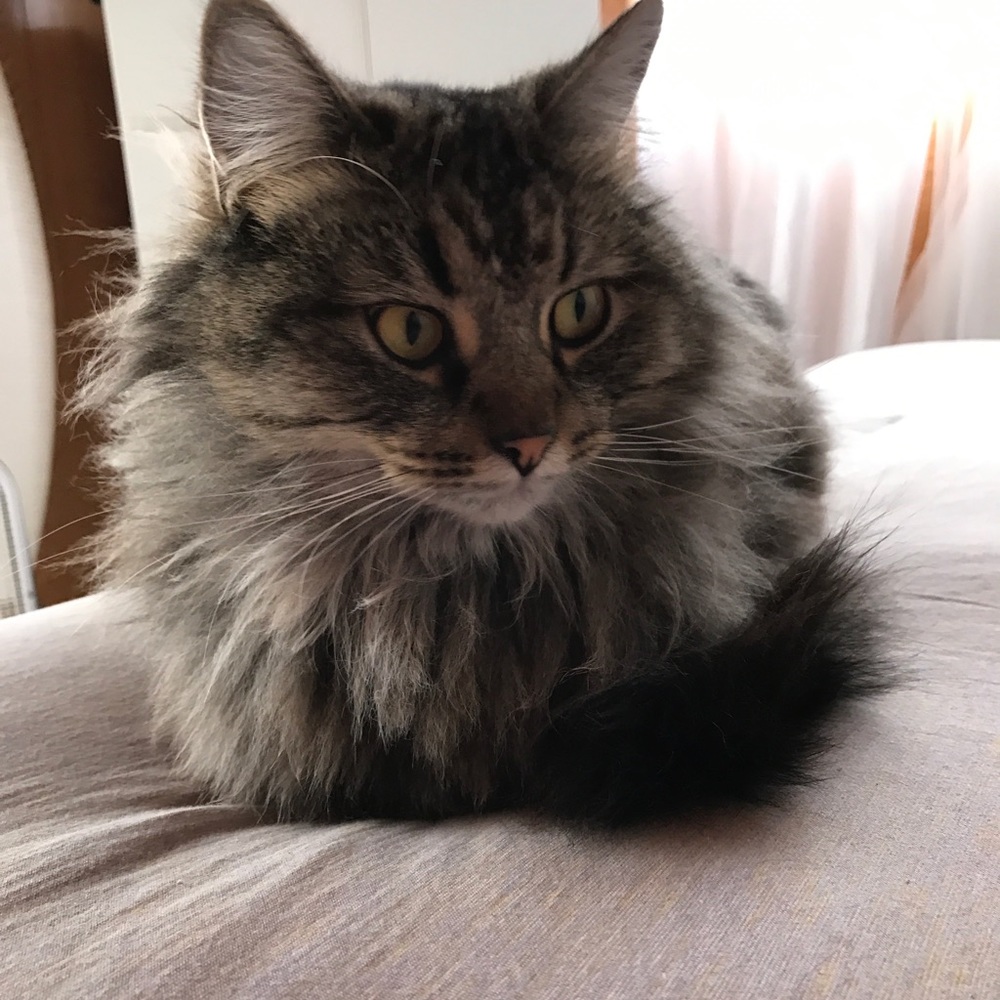 Meet the Poshers Cat! 😍🐈💖 Brandy Alexander