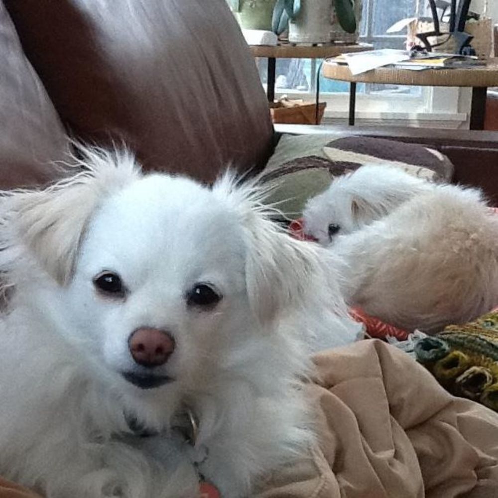 Meet your Posher, Lisa