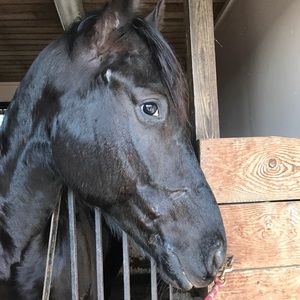 Meet your Posher, Sam