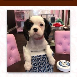 Meet your Posher, Taryn