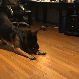 Meet your Posher, Morgan