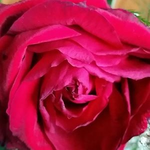 Meet your Posher, Renee